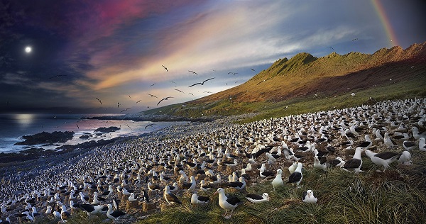 Photographie de Stephen Wilkes publiée dans le national géographic, l'image nous montre des oiseaux migrateurs en train de se reposer.